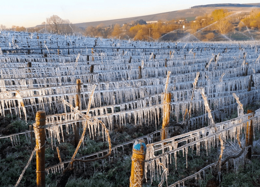 Burgundy Vineyard Covered In Ice