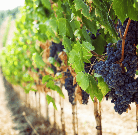 Hybrid Grapes
