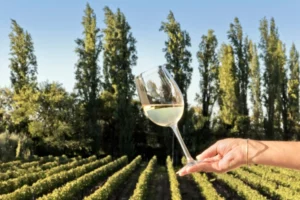 Fine White Wine Burgundy