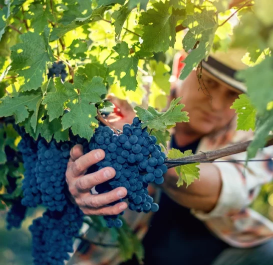 French Wine Harvest 2026