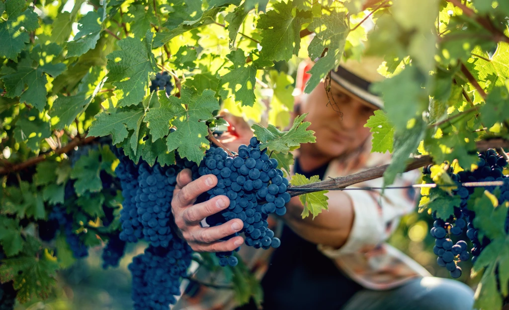 French Wine Harvest 2026