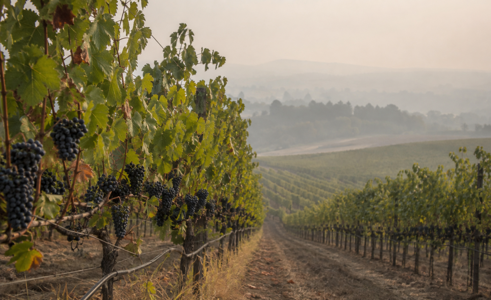 Wildfire smoke haze over a vineyard at risk of smoke taint