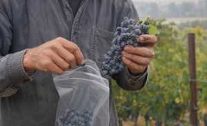 Winemaker collecting wine grapes for smoke taint testing